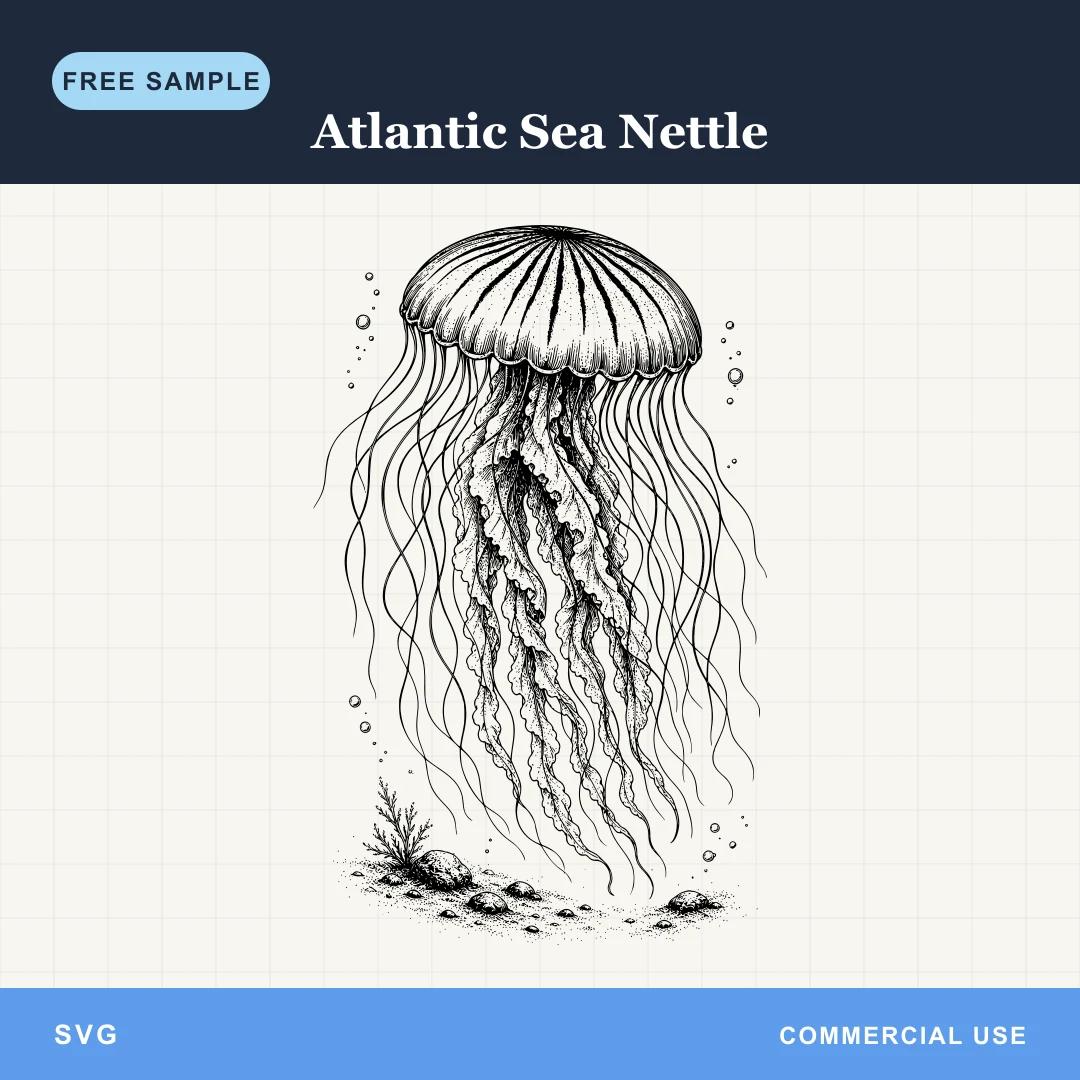 Free Atlantic Sea Nettle SVG sample