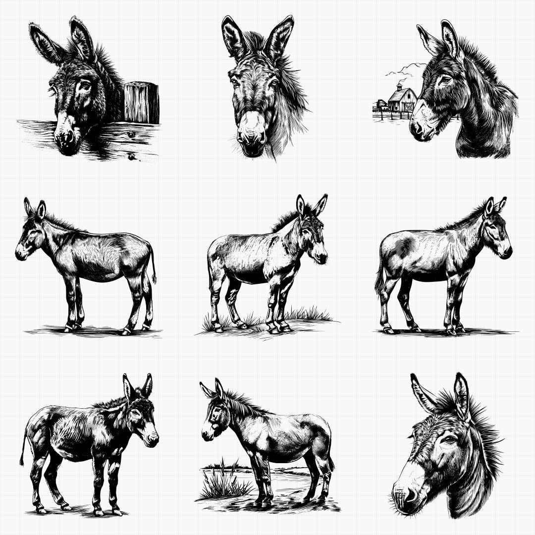 Donkey Designs - Thumbnail 3