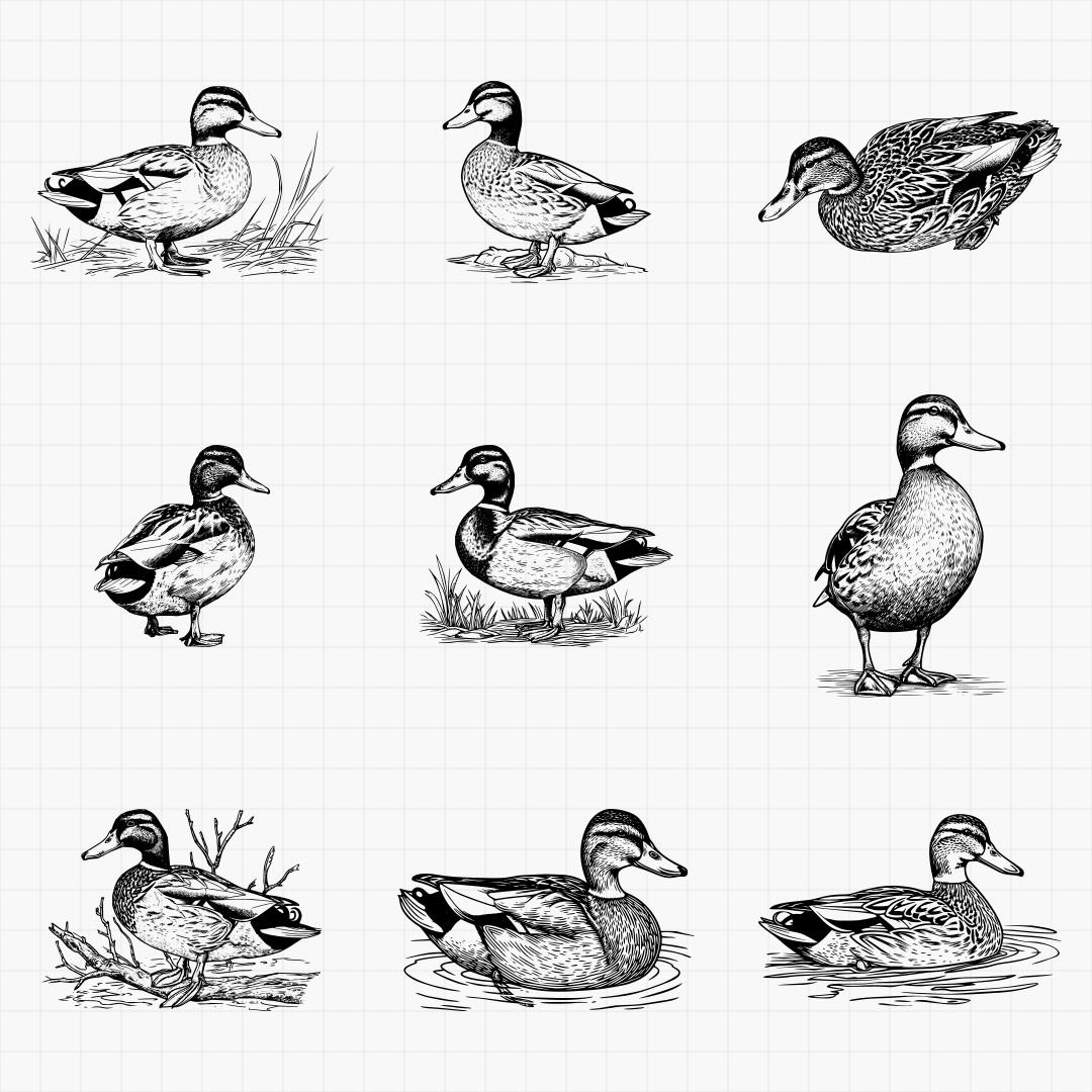 Duck Designs - Thumbnail 4