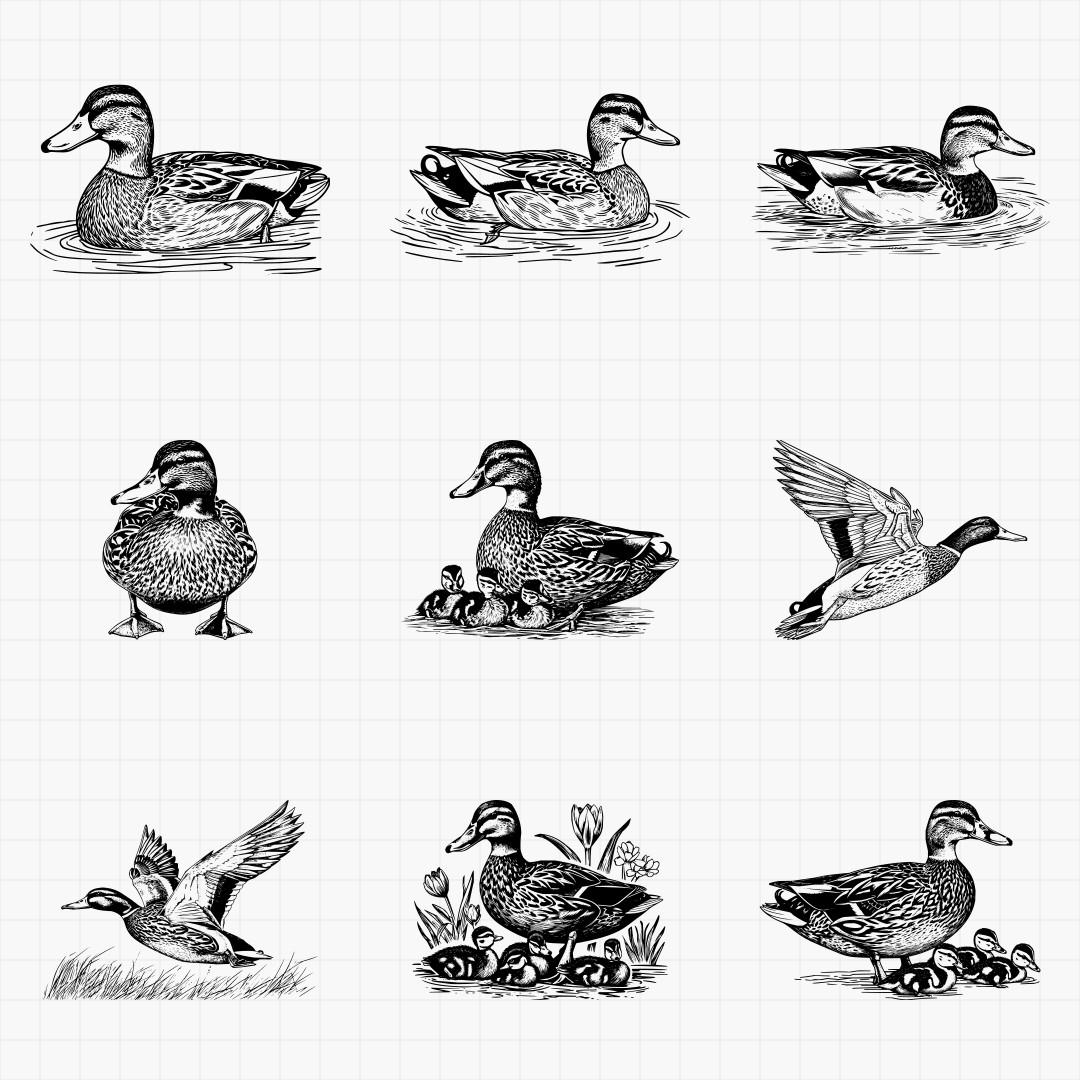Duck Designs - Thumbnail 6