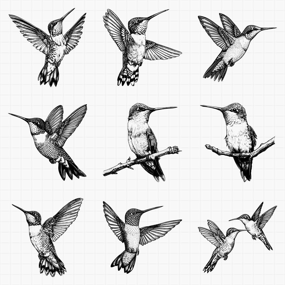 Humming Bird Designs - Thumbnail 3