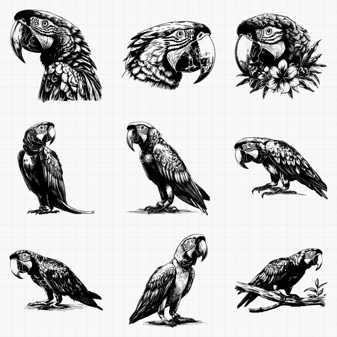 Macaw Designs - Thumbnail 3