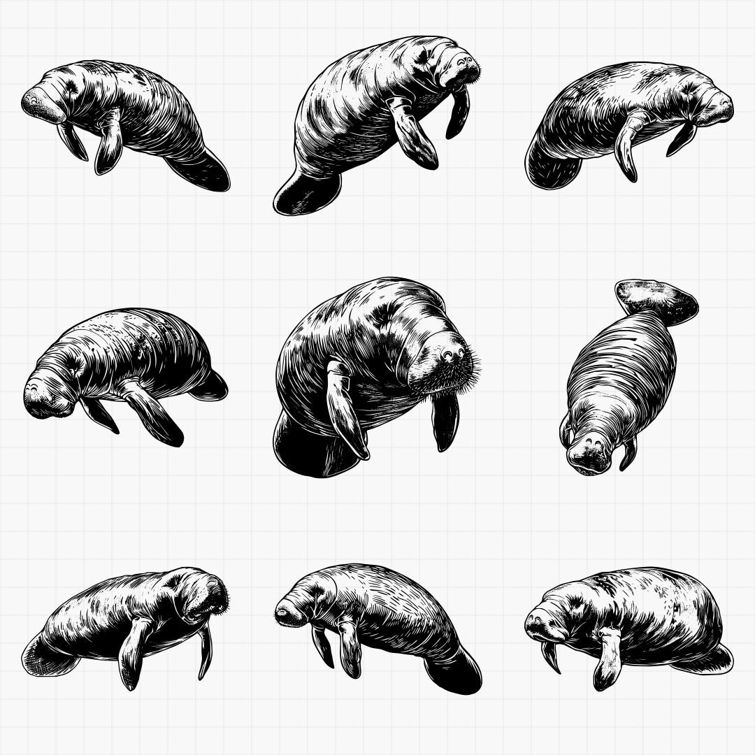 Manatee Designs - Thumbnail 3