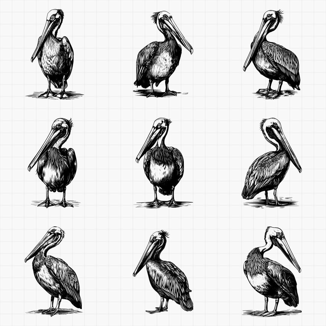 Pelican Designs - Thumbnail 3