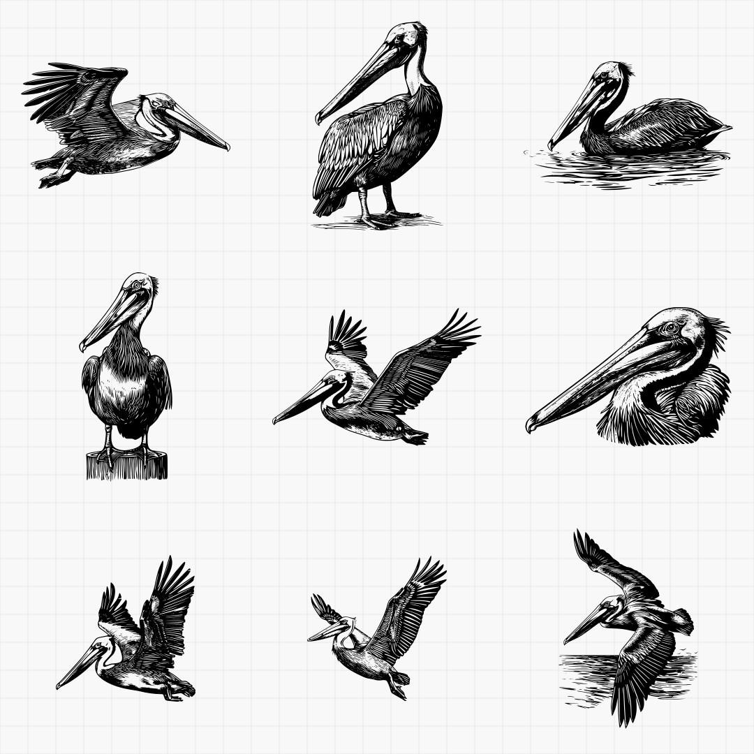 Pelican Designs - Thumbnail 5