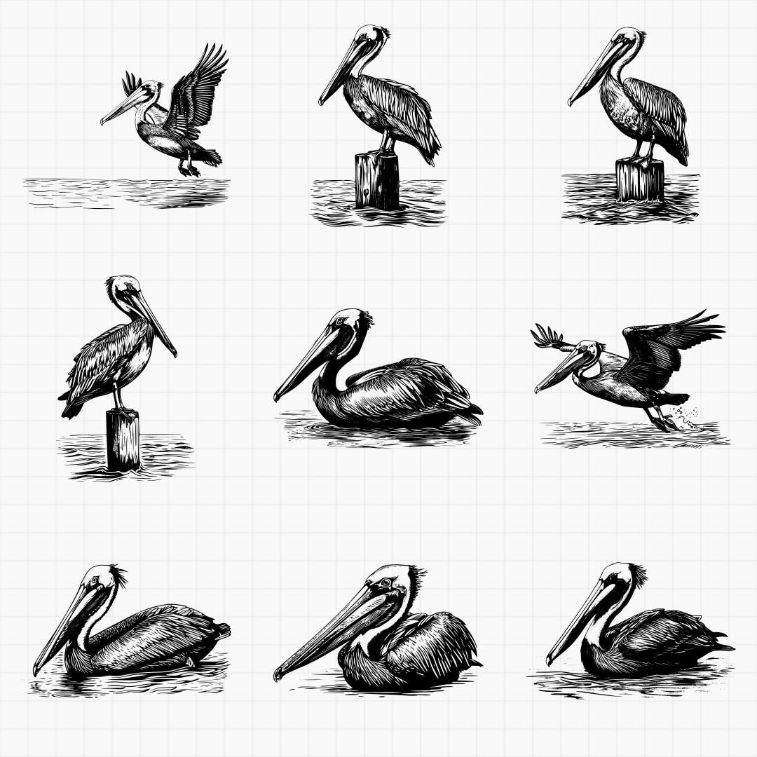 Pelican Designs - Thumbnail 6