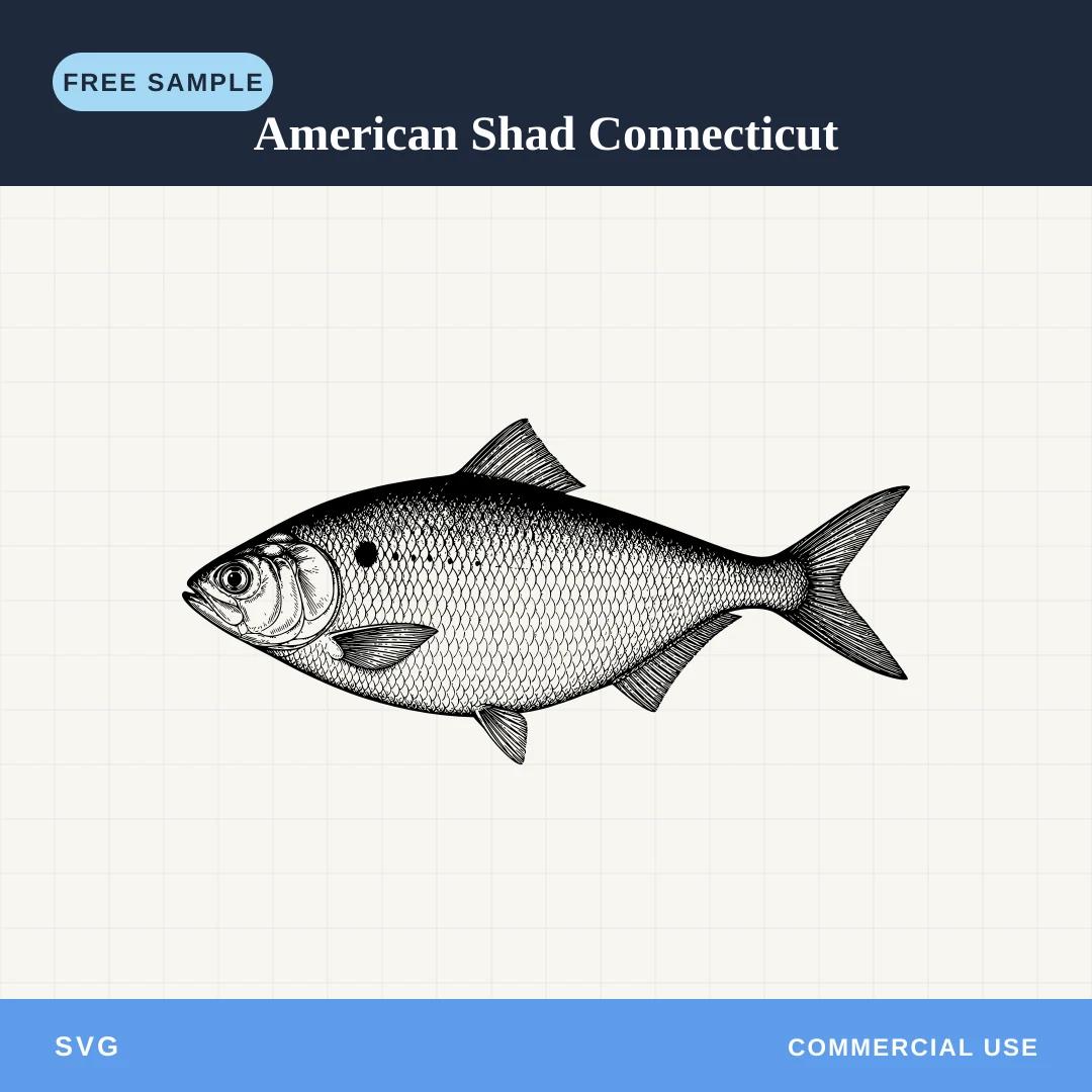 Free American Shad Connecticut SVG