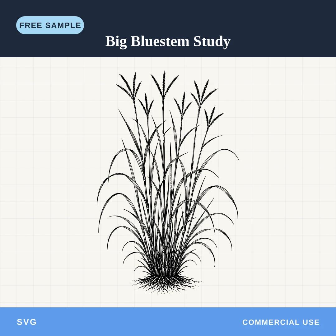Free Big Bluestem Study SVG