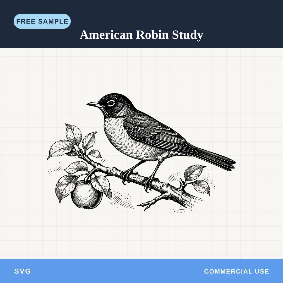 Free American Robin Study SVG